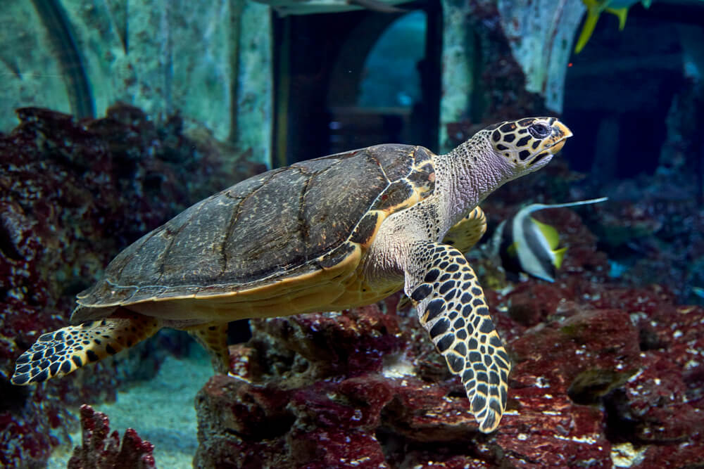 Green Sea Turtle in the town Oceanarium