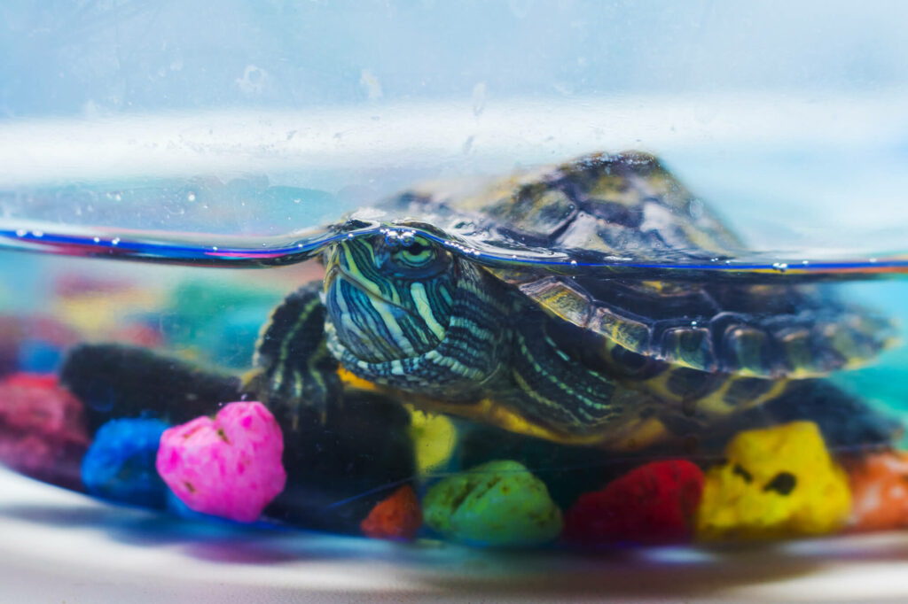 Little turtle in the aquarium