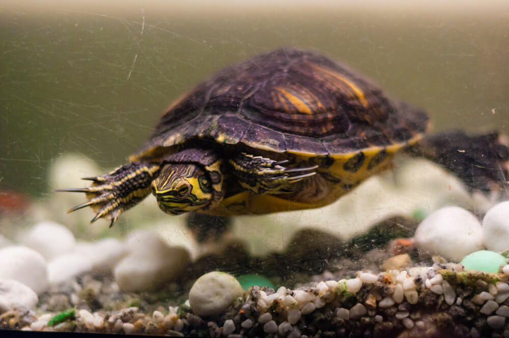 Portrait of Pond Slider Trachemys Scripta turtle swimming in aquarium