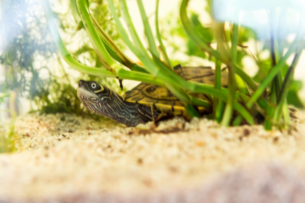 Small terrapin sheltering behind green plants