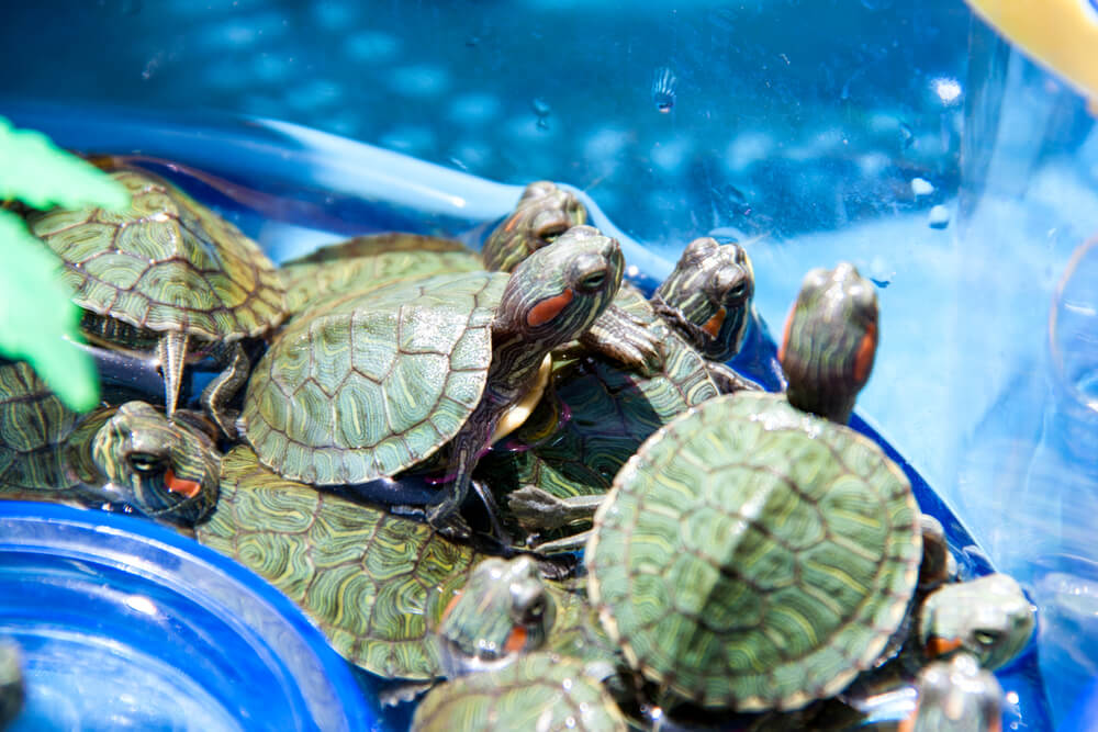 Small turtles are sold in the market as pets