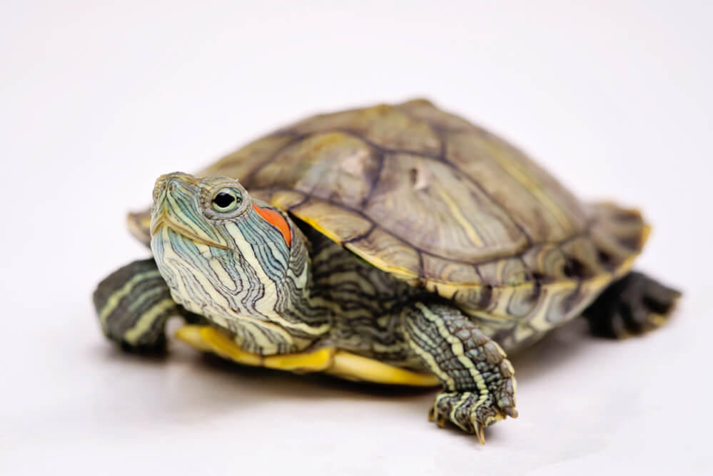 The Red eared slider