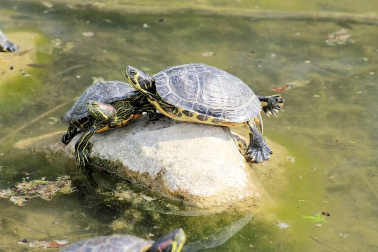 Do Aquatic Turtles Need a Filter? Turtle's Life