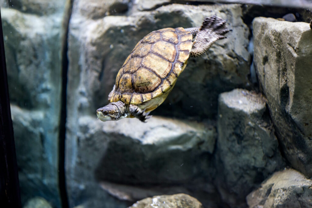 Turtle dives quickly into a tank filled with rocks