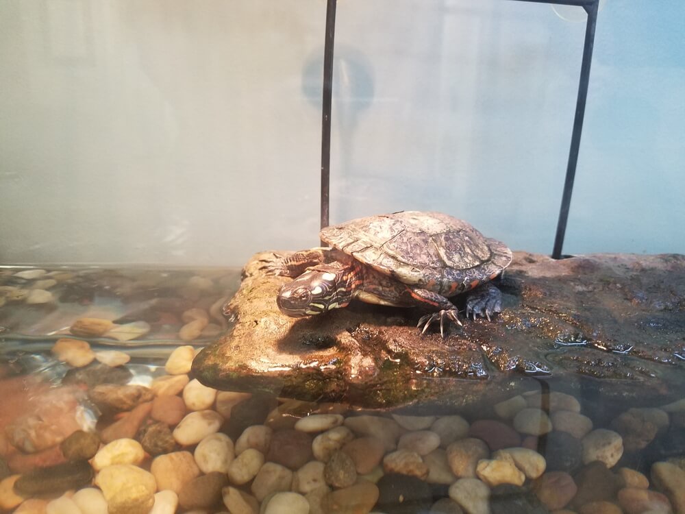 Turtle with shell in aquarium on rock with water and stones