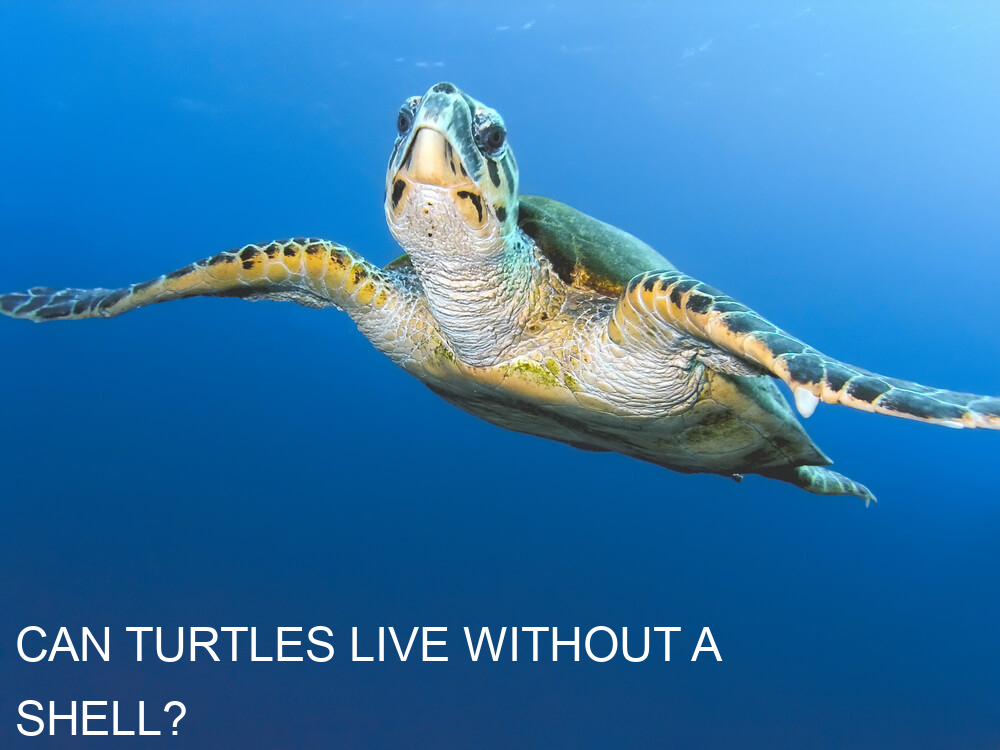 Can Turtles Live Without A Shell Turtles Life 