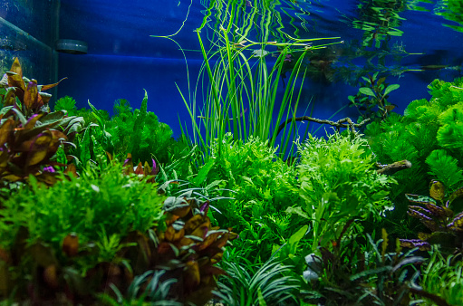 plants in turtle tank