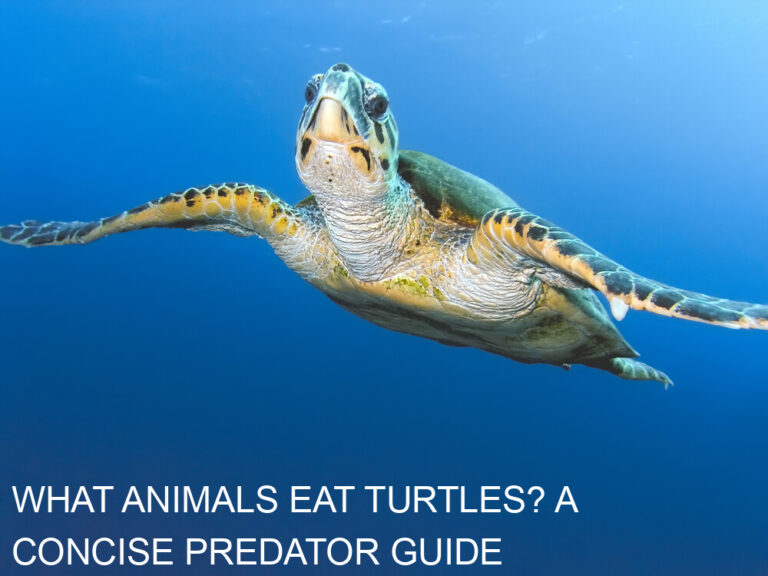 What Animals Eat Turtles? A Concise Predator Guide Turtle's Life